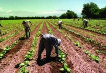 Aumento salarial del 32% para trabajadores rurales