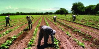 Aumento salarial del 32% para trabajadores rurales