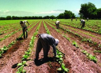 Aumento salarial del 32% para trabajadores rurales