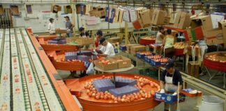 Neuquén y Río Negro: El Sindicato de la fruta acordó un 40,5% de aumento salarial