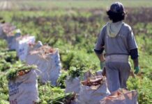 Lanzan un nuevo sistema para identificar trabajo infantil en el agro