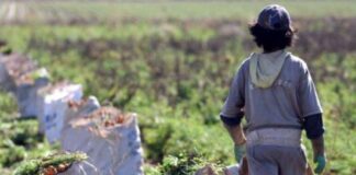 Lanzan un nuevo sistema para identificar trabajo infantil en el agro