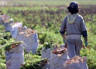 Lanzan un nuevo sistema para identificar trabajo infantil en el agro