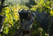 Se aprobó la jubilación anticipada para los trabajadores viñateros
