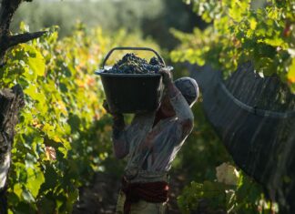 Se aprobó la jubilación anticipada para los trabajadores viñateros